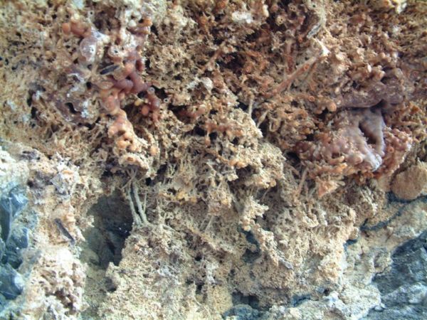 想請問…這是珊瑚的化石嗎 ??